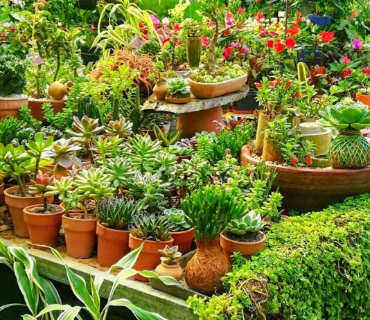 Tips-to-Keep-Your-Garden-Organized-and-Fresh-on-americastrend