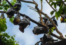 Reasons-to-Invite-Bats-in-the-Garden-to-Dine-in-It-on-americastrend