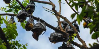 Reasons-to-Invite-Bats-in-the-Garden-to-Dine-in-It-on-americastrend