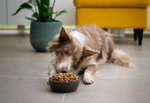 Tips-To-Choose-Puppy-Food-for-a-New-Dog-with-Ease-on-americastrend